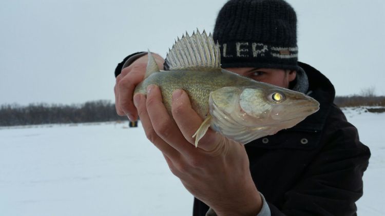 ice fishing walleye catch
